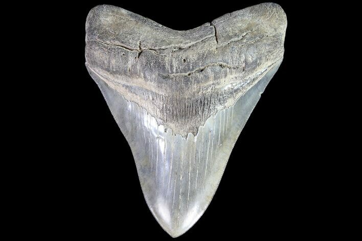 Serrated, Fossil Megalodon Tooth - Georgia #86070
